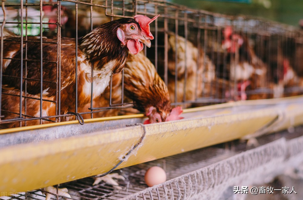 蛋鸡脑脊髓炎怎么办？减蛋、软壳蛋、无壳蛋，这样预防见效快