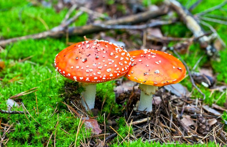 五一期间餐饮食品安全消费提示 (国庆食品安全消费提示)