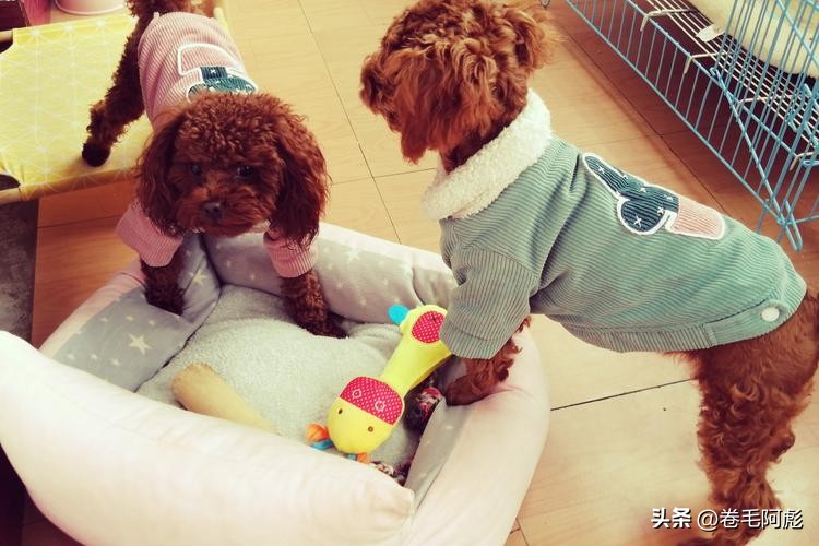 为什么动物交配前会相互闻屁股，看似尴尬的行为，却充满科学依据