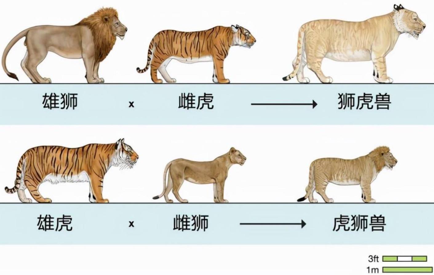 大象与犀牛是不同的物种，非洲公象，为何还要*暴强**犀牛呢？