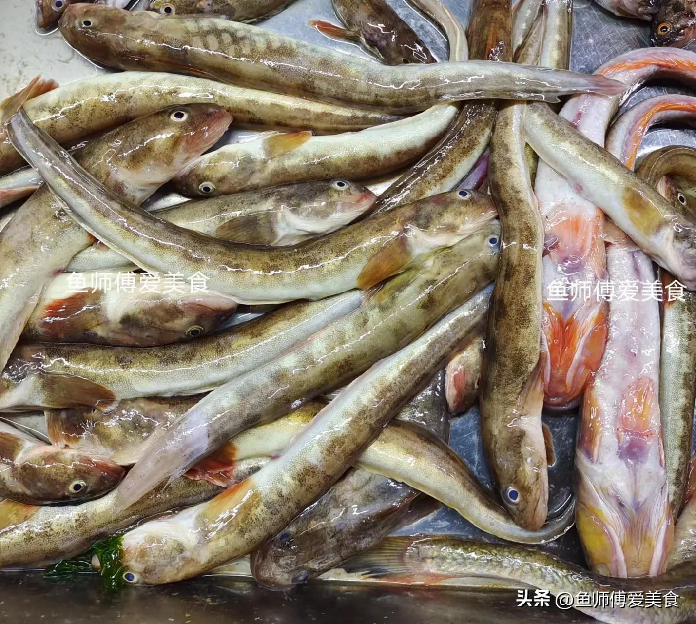 超级好养的海鱼,春季什么海鱼便宜又好养