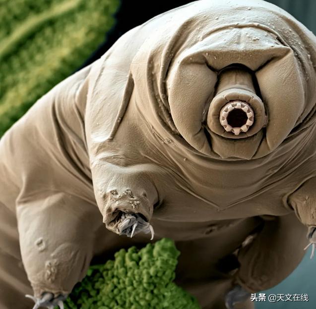 最有可能是外星生物的动物,什么物种是外星物种