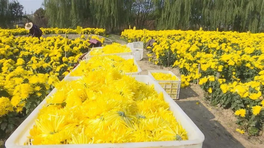 线上逛年货|不私藏了，这份龙丘珍味清单请签收！