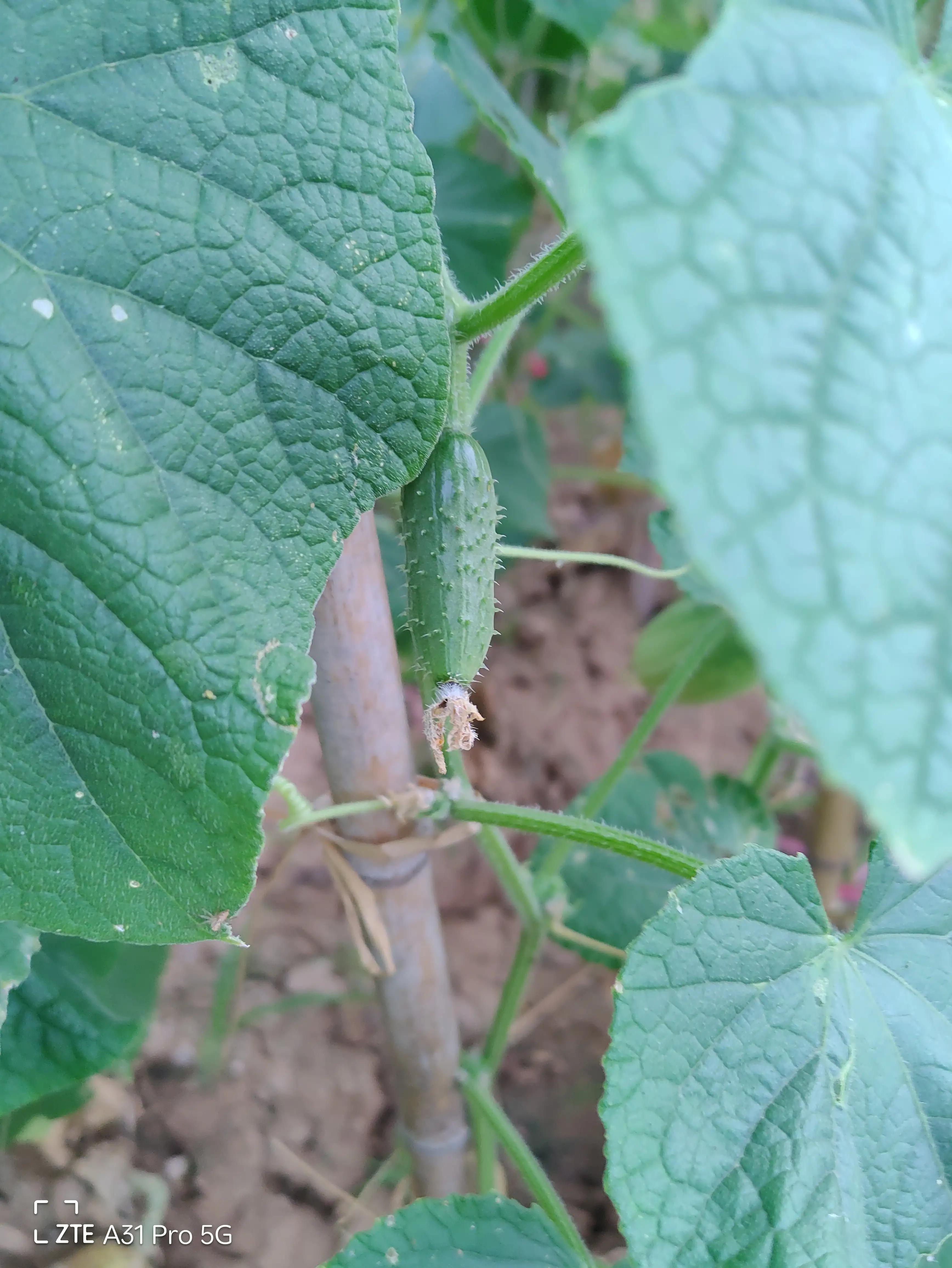 落花生的原名,落花生是什么意思