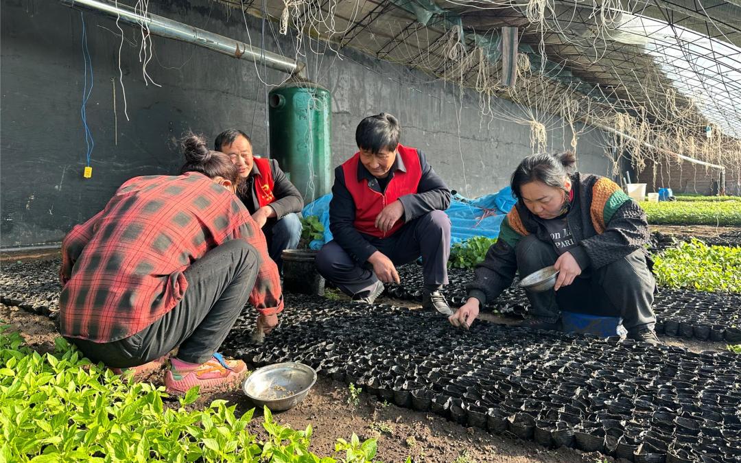 农技专家田间把脉问诊,把脉问诊农技专家支招农田夏管