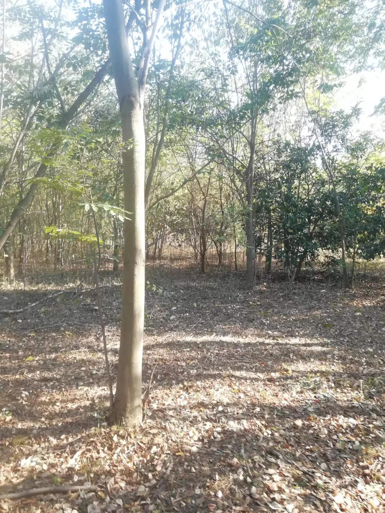 周末探访合肥市蜀山区枫林路