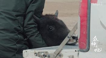 百万粉丝女网红“吃播”后被封杀,网友怒了:别让孩子毁于无知