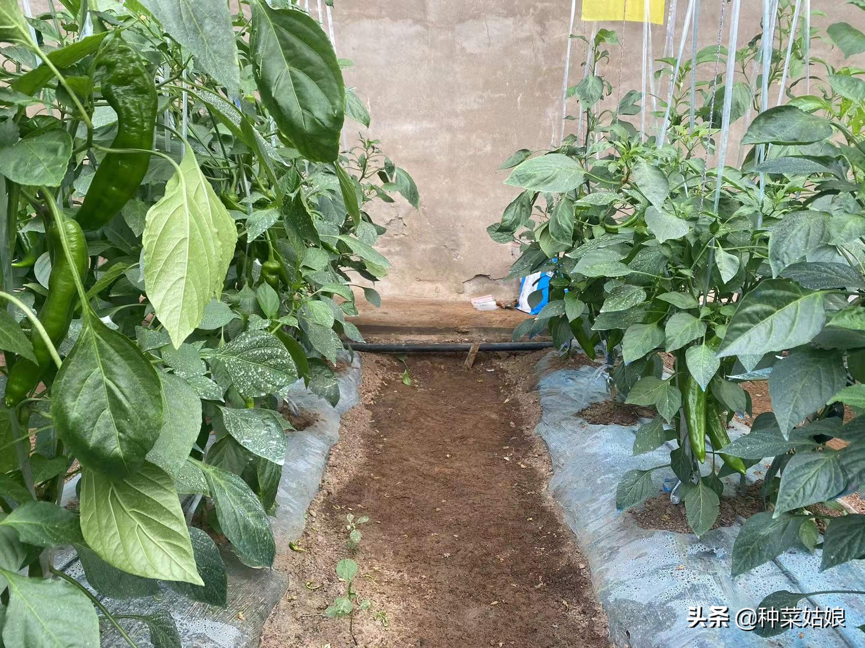 怎样防治辣椒落花落蒂,辣椒落花落果怎么治疗