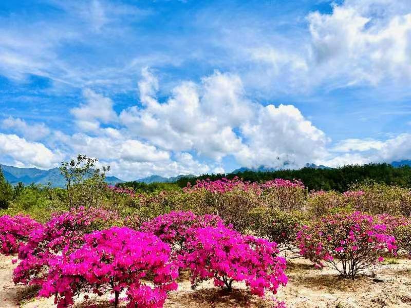 瞄准武汉市场，聚力“开门迎客”——罗田县“开门迎客”旅游精品线路在汉推介