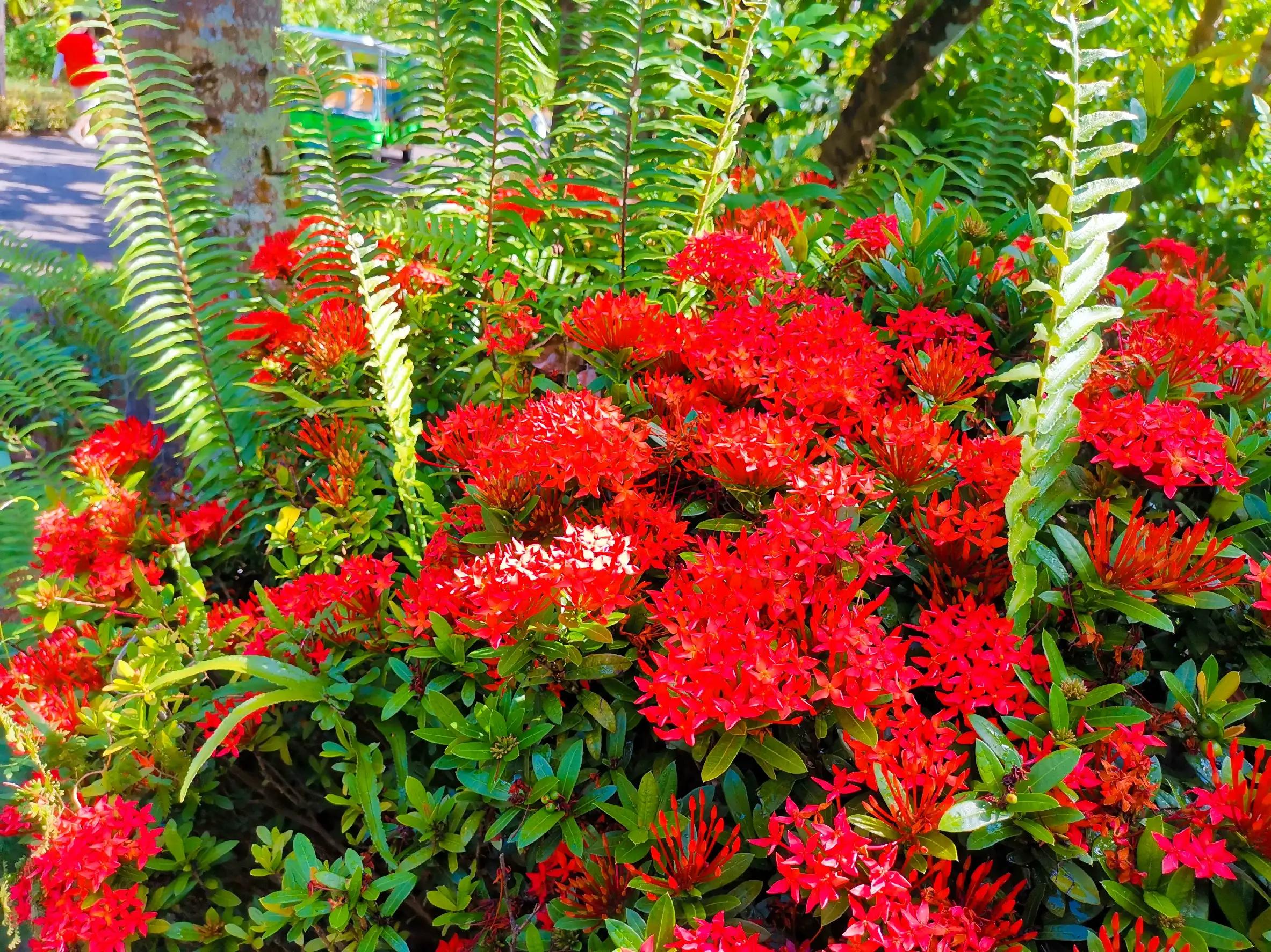 兴隆热带植物园攻略,兴隆热带植物园一日游