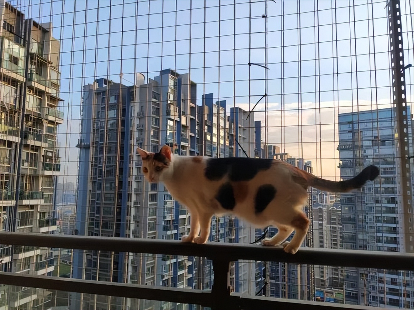 养猫100条冷知识大全,20条养猫知识知道的人不超过一半