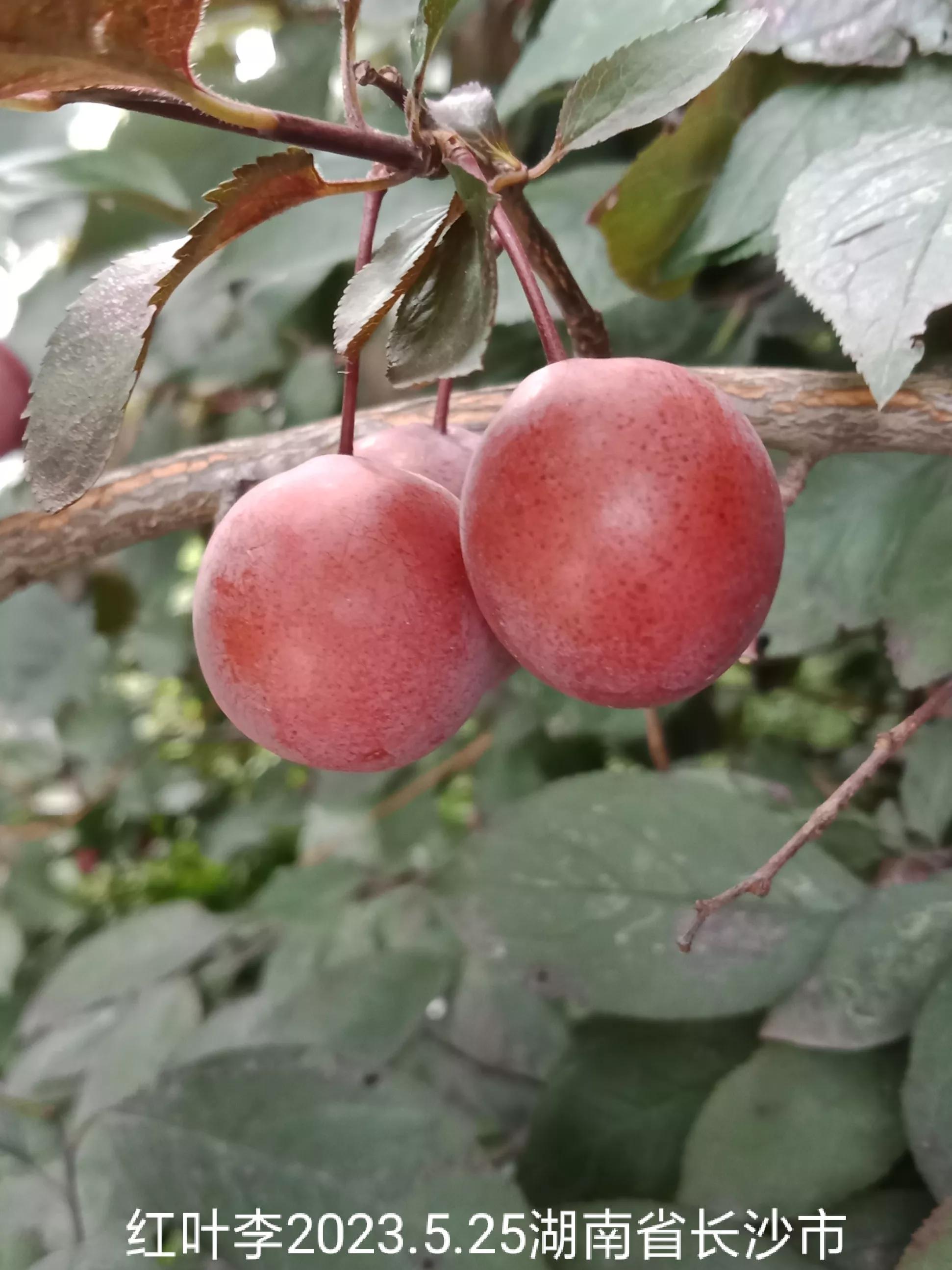 微信群忘保存找不到怎么办,怎么保存微信群里面的人