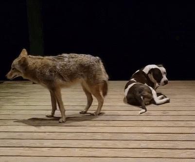 笑死！狗子天天往家里带狼，大叔从害怕到麻木，到最后来者是客