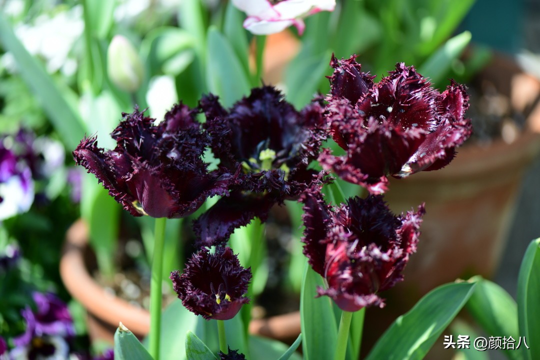 河马花园最耐阴植物,最漂亮的花园里的郁金香