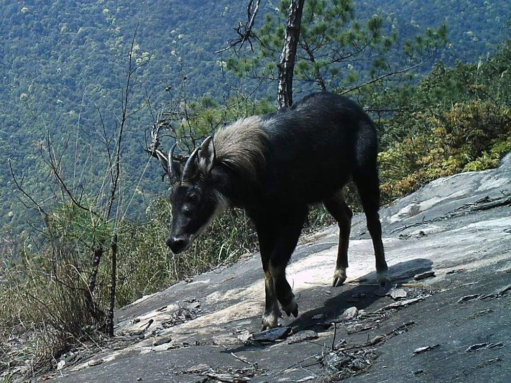湖北的神兽九头鸟,湖北出现多只神兽天马