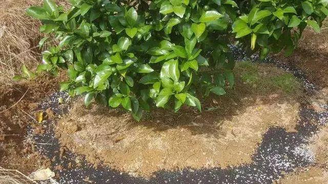 柑橘6月份的病虫管理措施,春季雨水多柑橘怎么保果