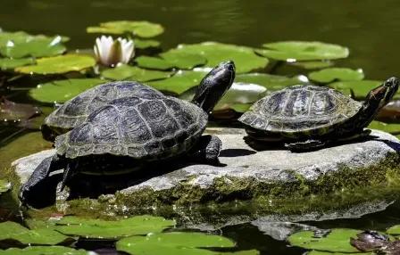养龟需要晒太阳吗,山瑞龟要晒太阳吗