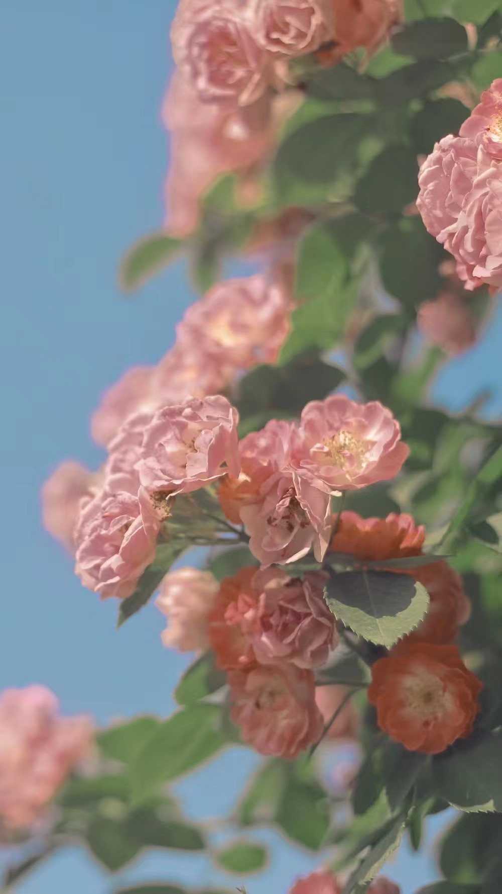 图片壁纸油画风景,高清壁纸全屏无水印油画