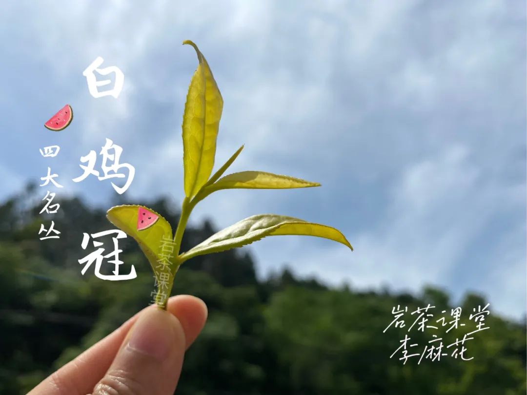 四大名枞白鸡冠岩茶一斤多少钱,岩茶白牡丹是什么茶