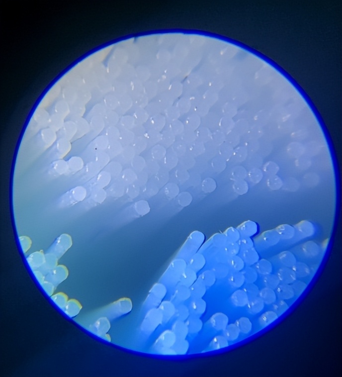 口碑最好的电动牙刷前十名飞利浦,飞利浦牙刷头2023和9021