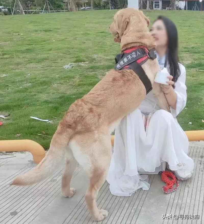 台州温岭拉布拉多犬舍排名,台州寻狗拉布拉多