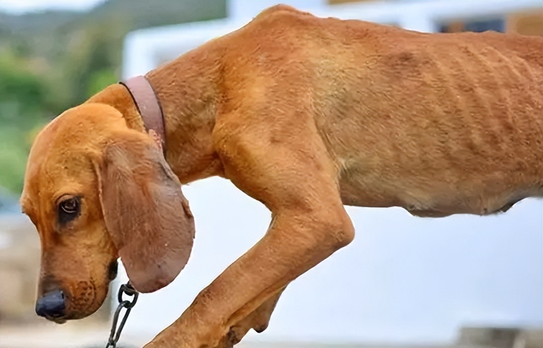 警告！狗狗这些迹象，代表身体有“寄生虫”