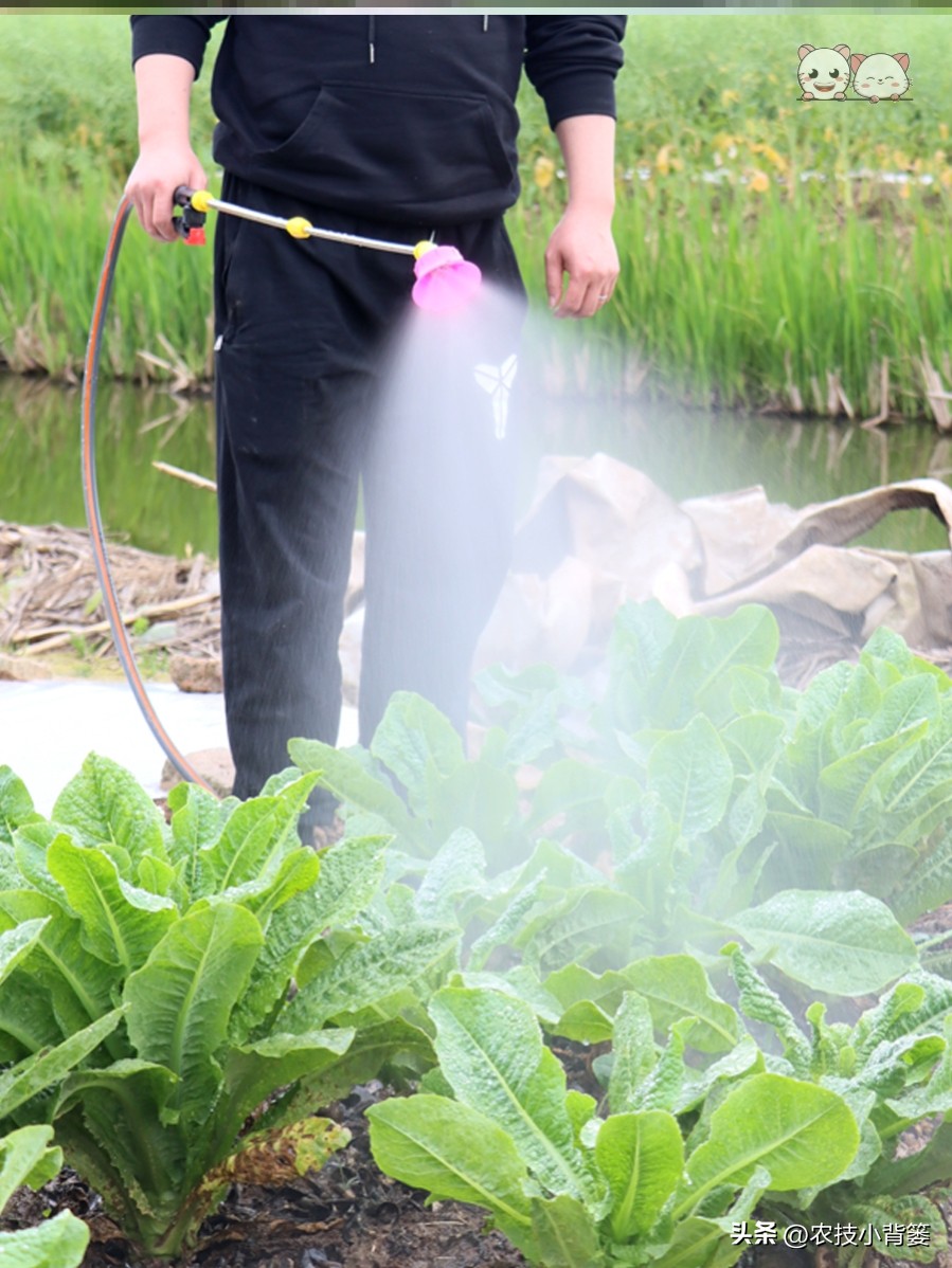 红蜘蛛和螨虫如何根除,蜘蛛螨虫最怕什么药