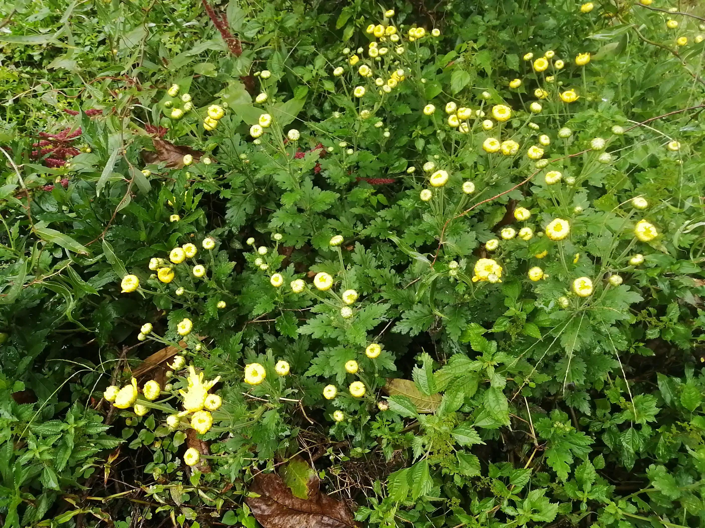 家住重山岳上山（田园七言绝句一组十万大山外的山有诗情画意）