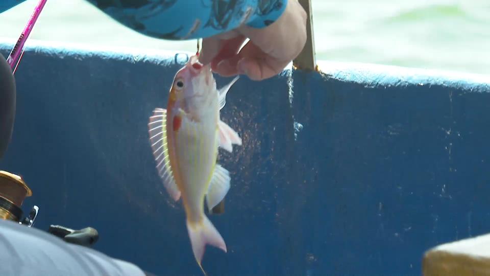 香港海域突现百万鲳鱼，背后原因令人唏嘘
