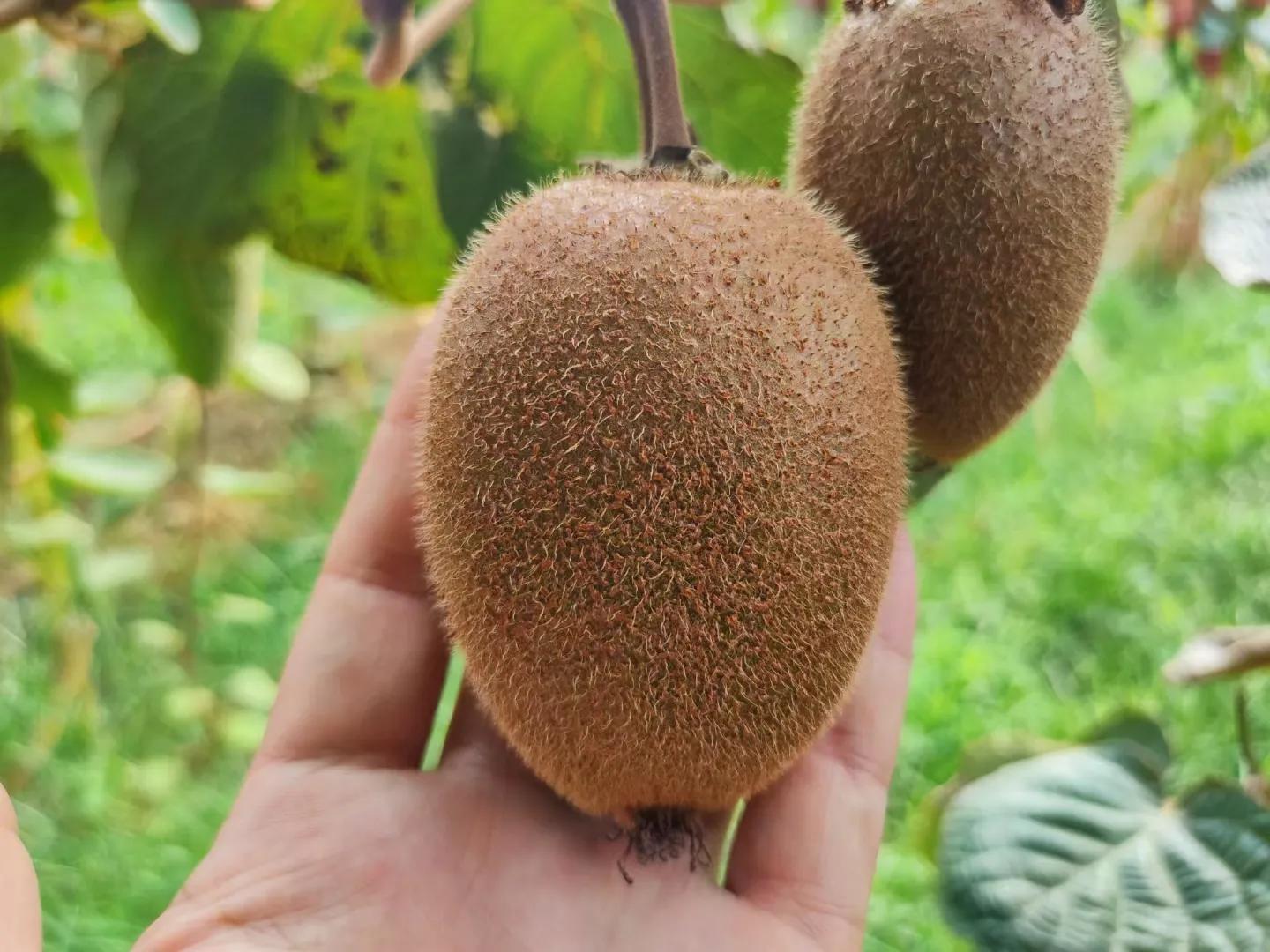 陕西周至眉县猕猴桃订购,陕西眉县猕猴桃