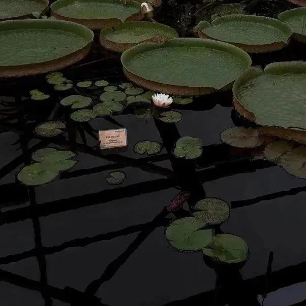 ins超火黑色背景图,黑色背景图ins高级感