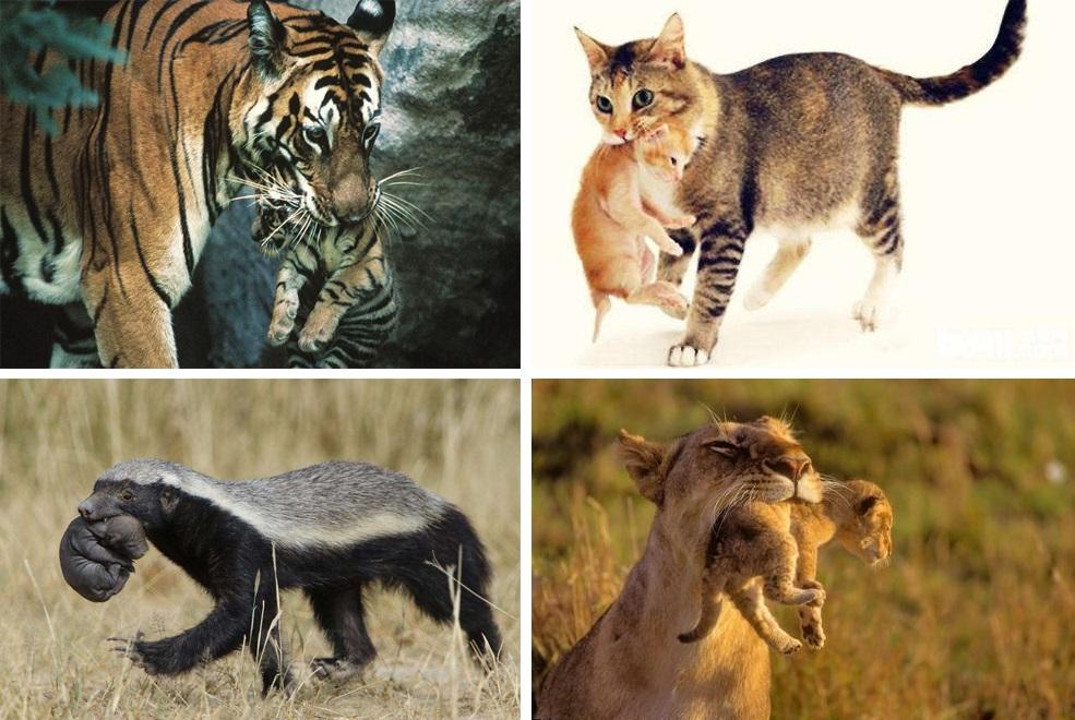 后颈皮对于老虎来说意味着什么,老虎后颈肉会变成猫吗