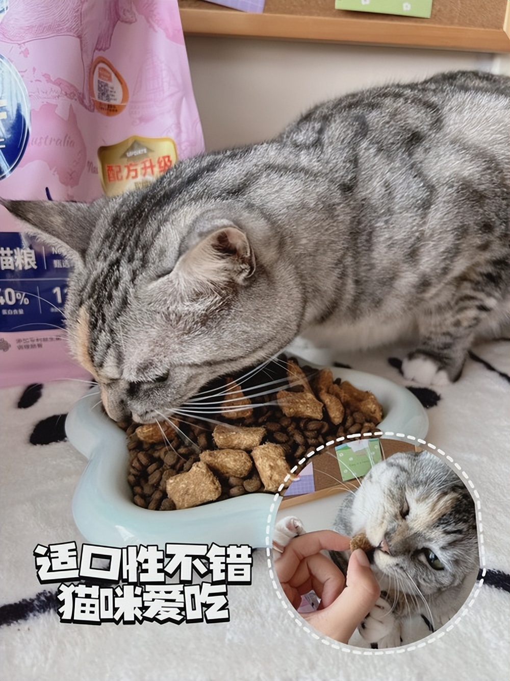 猫咪一直蹲着尿不出来怎么办,猫咪拉不出尿怎么办快速解决