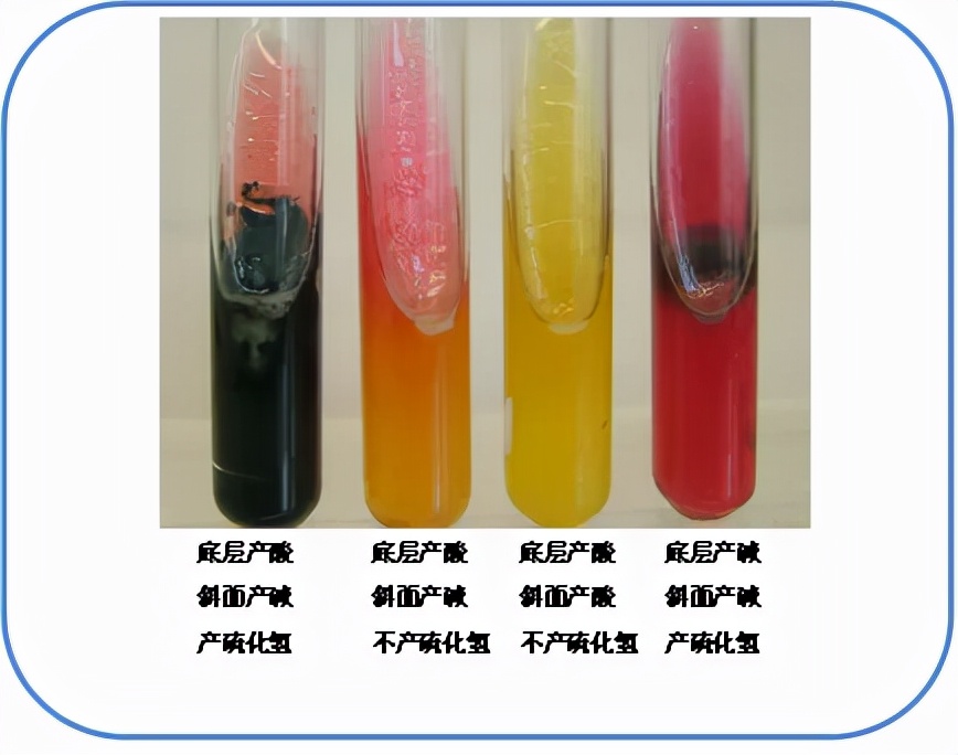 食品微生物沙门菌检验流程,食品中沙门氏菌的检测视频