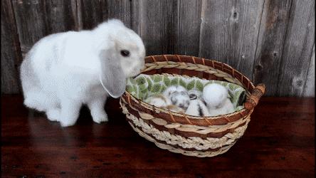 你降生时和兔子有个共同痛点：吃饭不香