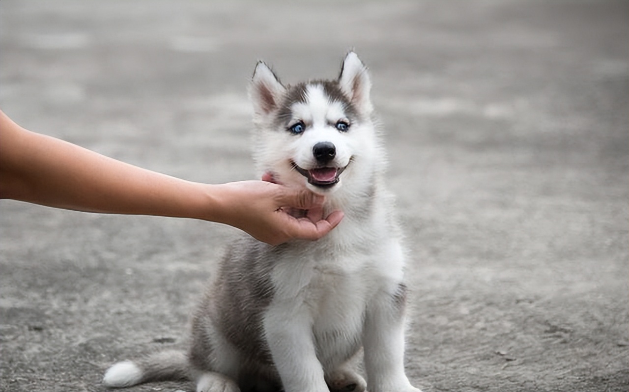 怎么选一条家狗,狗市选狗技巧