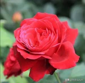 大花浓香勤花的月季品种,大花月季品种介绍大全图片及价格