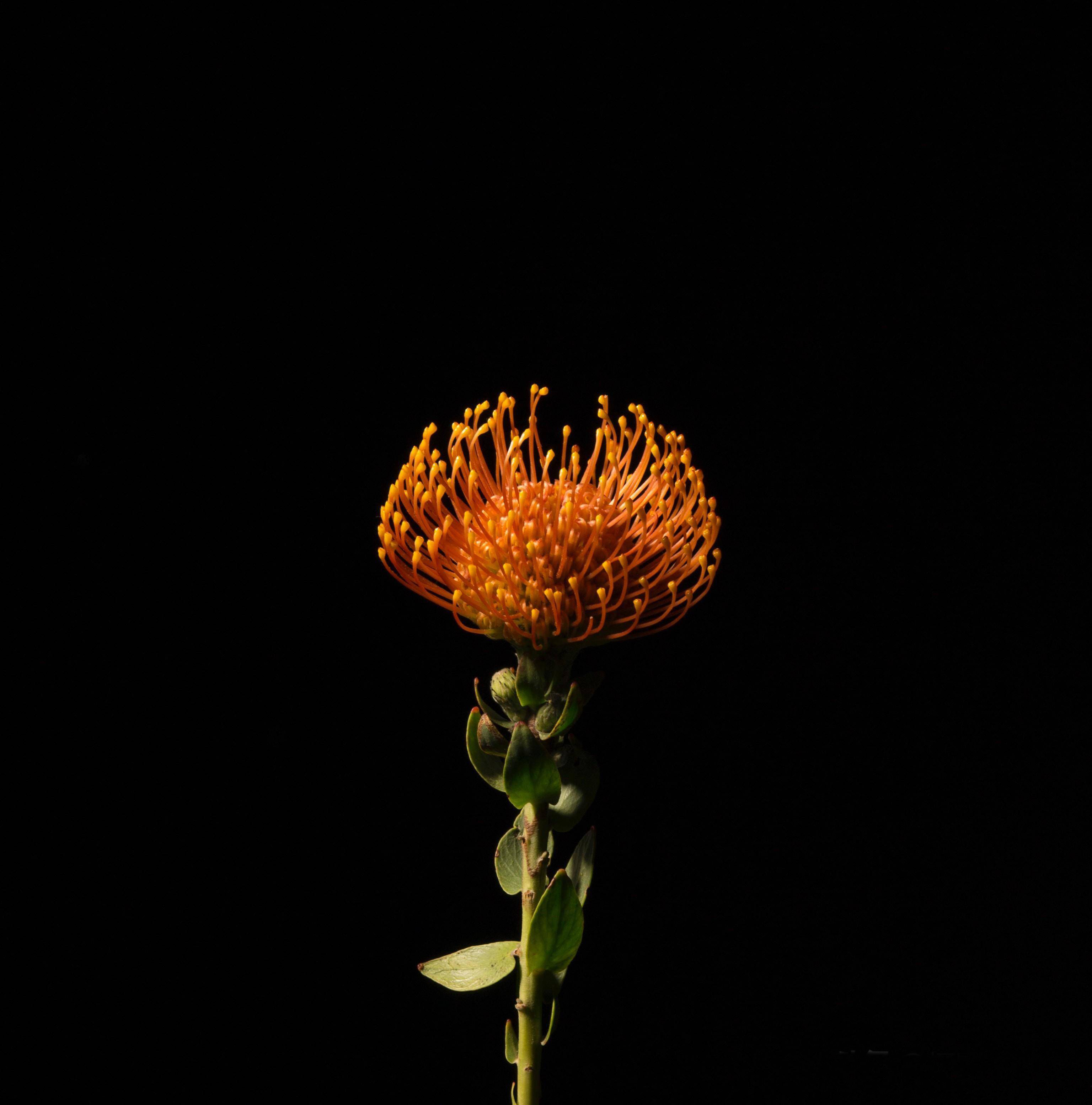 拍摄技巧如何拍摄好看的花卉照片,拍摄花卉技巧大全图片