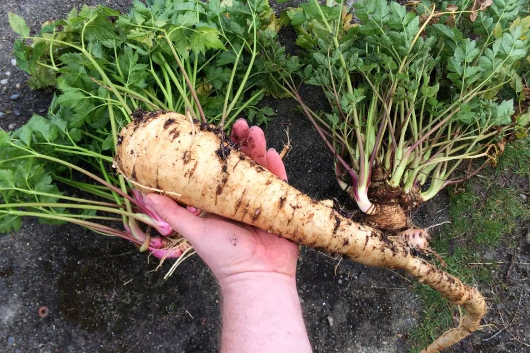 根类食物大全 (5种根菜类的食材)