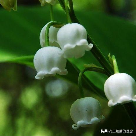 铃兰花的养殖方法视频教程,铃兰花该怎么养好看图片