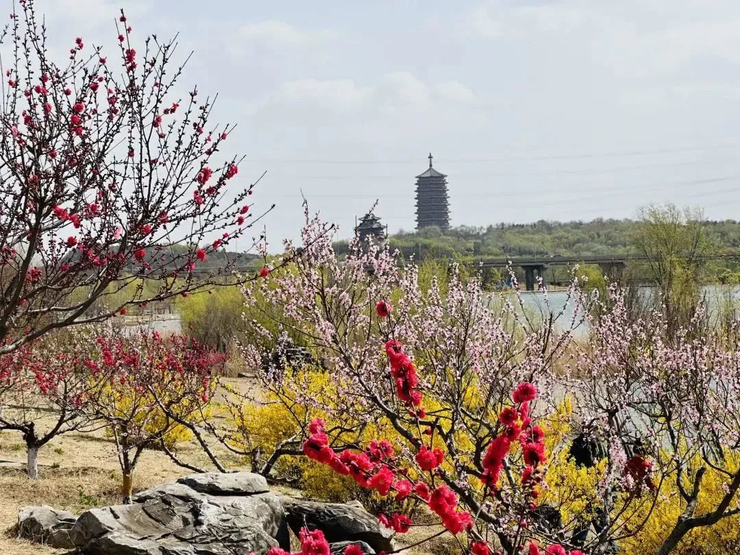 相邀北京冬奥公园看花海！首届永定河海棠赏花节来喽~