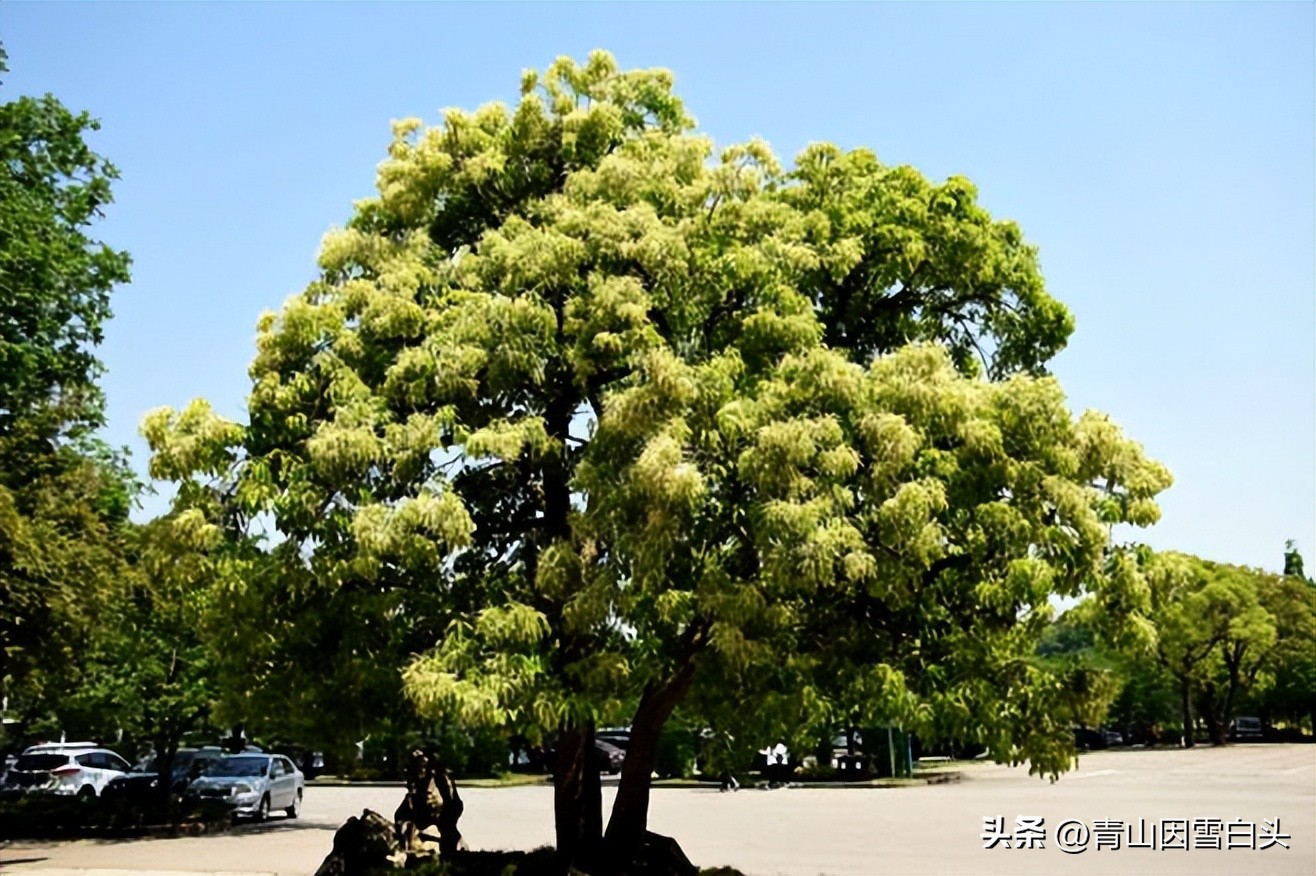 江苏高杆行道树常用树种,城市行道树树种单一
