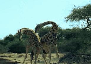 站着睡觉的动物有长颈鹿么,长颈鹿如何踢爆狮子