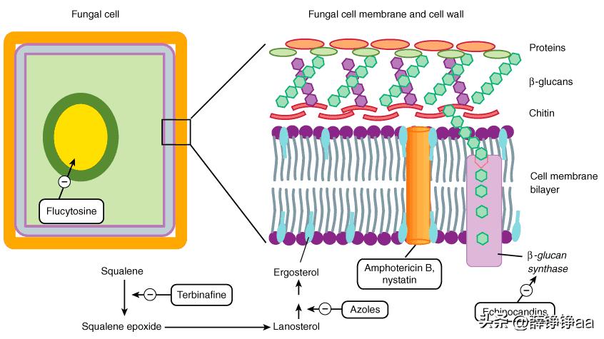 薄荷精油详细介绍,薄荷精油具有温和的能力