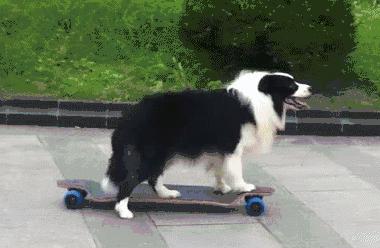 养什么狗出门很拉风,适合出门拉风的狗