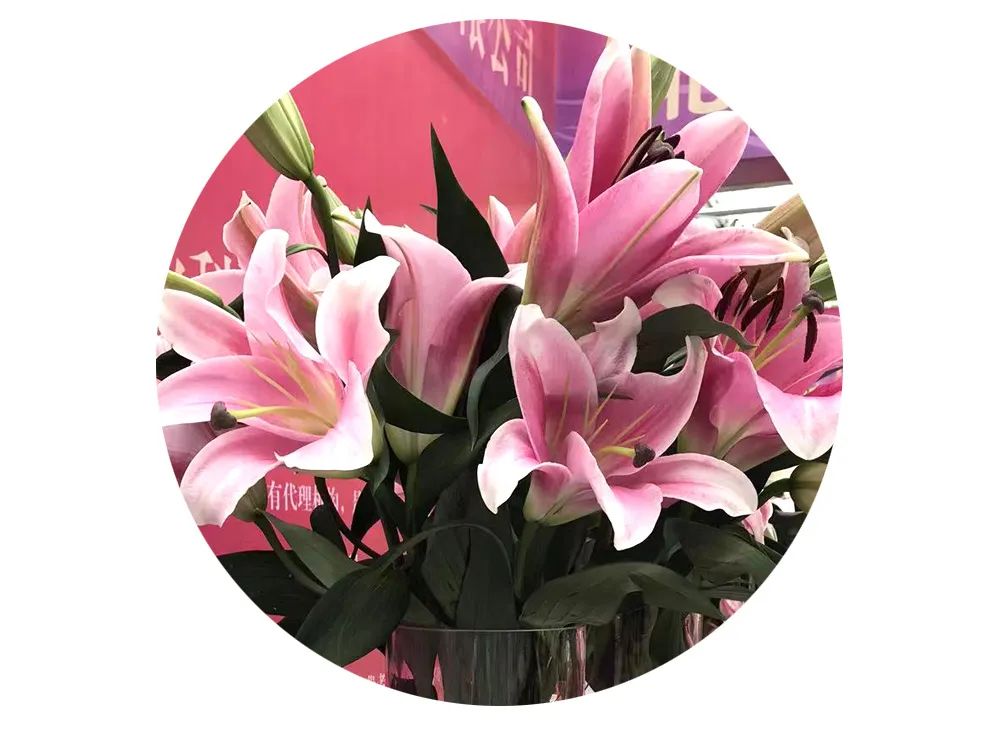 最美邂逅：百合博览园里美不胜收的名贵之花