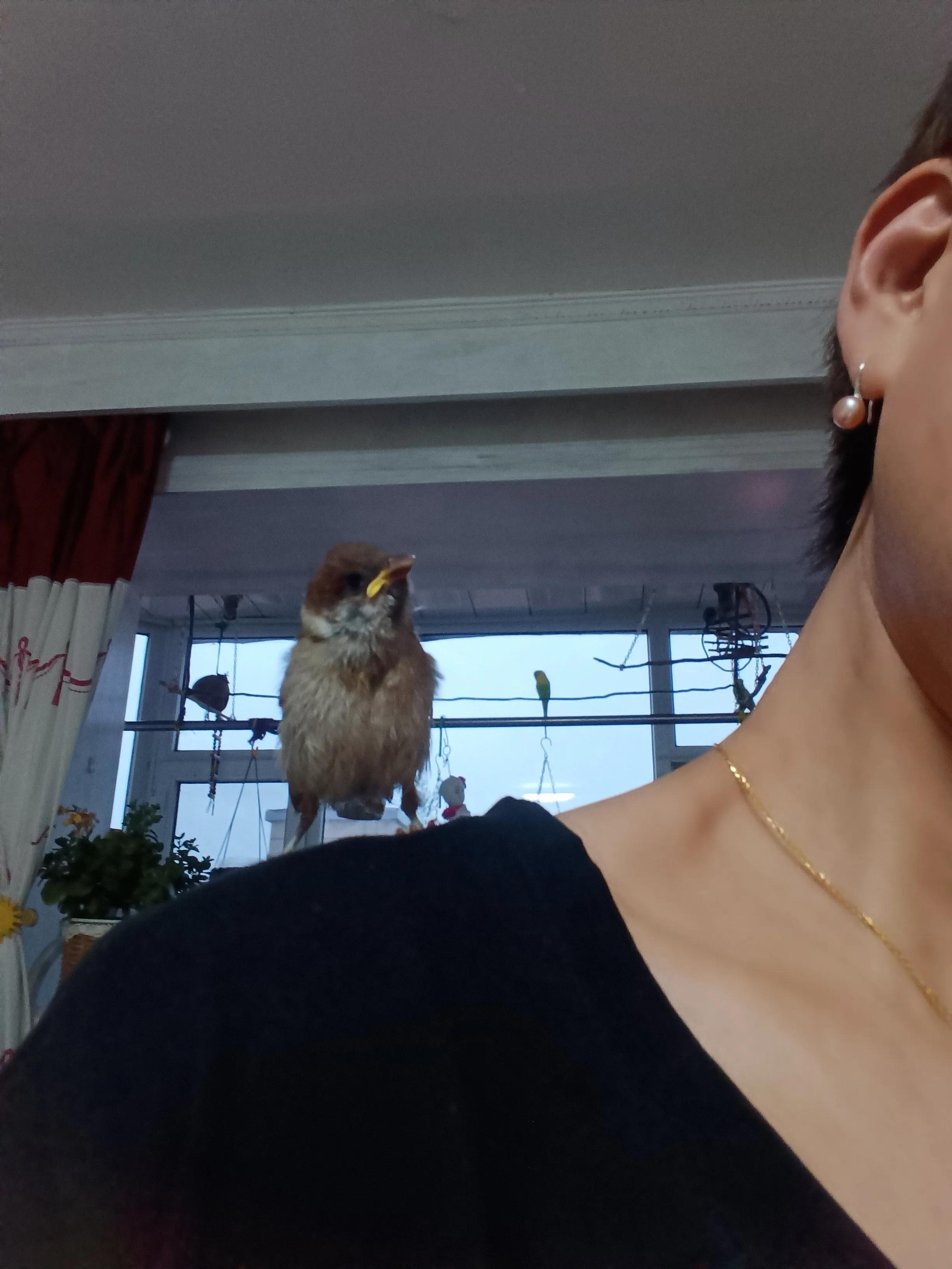 捡来的小麻雀能活吗,捡到一只小麻雀能不能放生