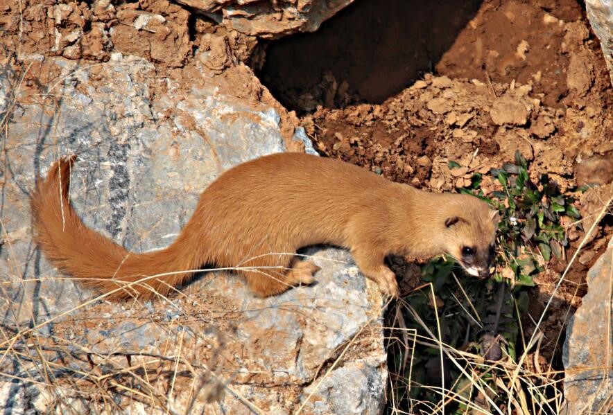 打死黄鼠狼黄鼠狼会不会来报复人,打死黄鼠狼真的有报应吗