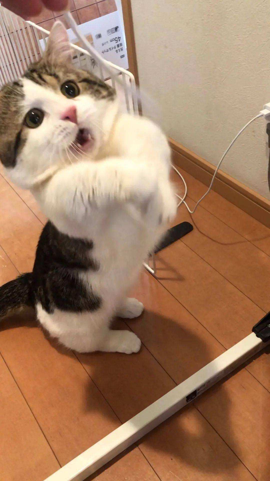 猫咪喜欢玩什么玩具图片,猫咪喜欢的玩具有哪些