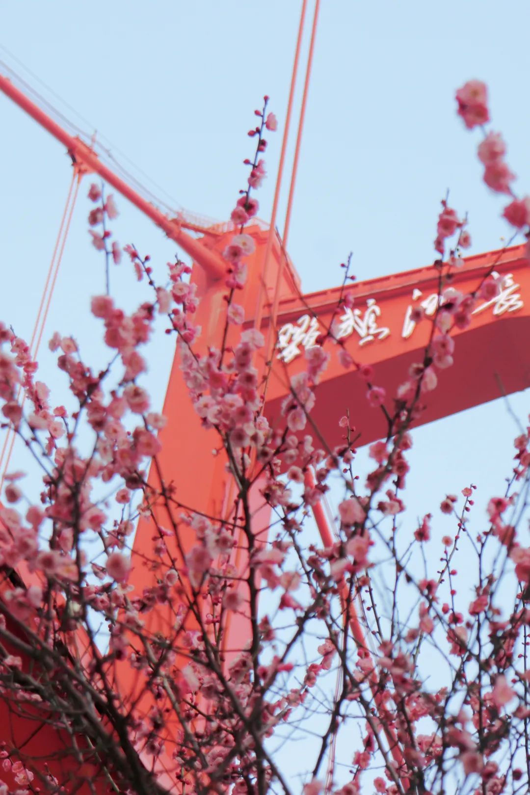 花海遇知音的下一句,花海遇知音汉阳喊你来赏花